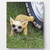 Whiz Kid Fotoplatte (Vorderseite)