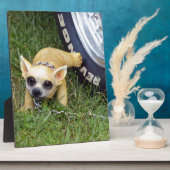 Whiz Kid Fotoplatte (Seite)