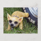 Whiz Kid Postkarte (Vorderseite)