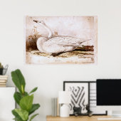 Whooper swan (cygnus cygnus) 1835 , Lear, Edward Poster (Heimbüro)
