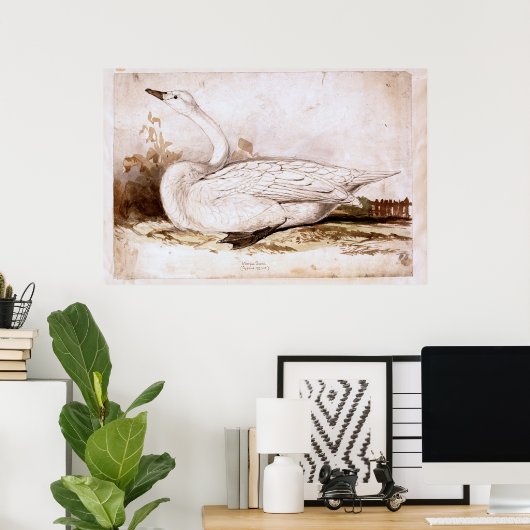 Whooper swan (cygnus cygnus) 1835 , Lear, Edward Poster (Heimbüro)