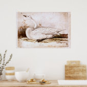 Whooper swan (cygnus cygnus) 1835 , Lear, Edward Poster (Küche)