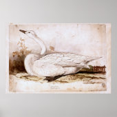 Whooper swan (cygnus cygnus) 1835 , Lear, Edward Poster (Vorne)