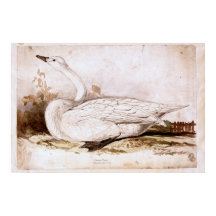 Whooper swan (cygnus cygnus) 1835 , Lear, Edward