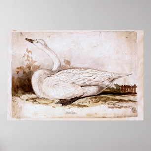 Whooper swan (cygnus cygnus) 1835 , Lear, Edward Poster