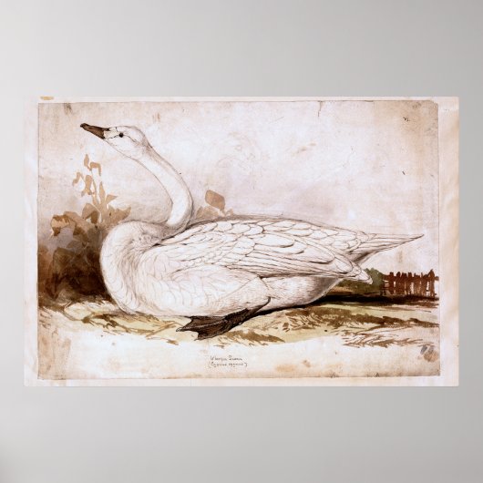 Whooper swan (cygnus cygnus) 1835 , Lear, Edward Poster (Vorne)