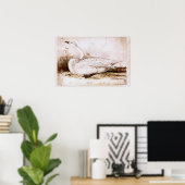 Whooper swan (cygnus cygnus) 1835 , Lear, Edward Poster (Heimbüro)