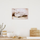 Whooper swan (cygnus cygnus) 1835 , Lear, Edward Poster (Küche)