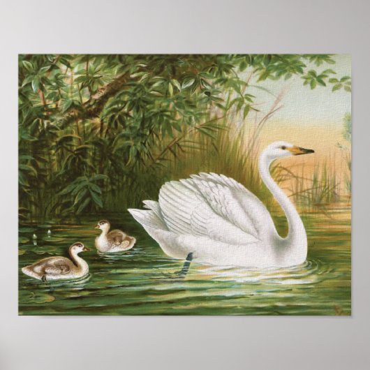 "Whooper Swan" Vintage Vogeldarstellung Poster (Vorne)