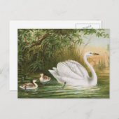 "Whooper Swan" Vintage Vogeldarstellung Postkarte (Vorne/Hinten)