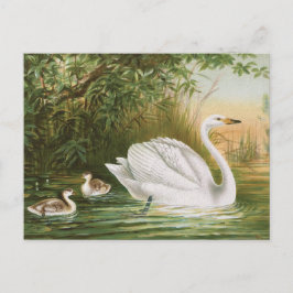 "Whooper Swan" Vintage Vogeldarstellung Postkarte