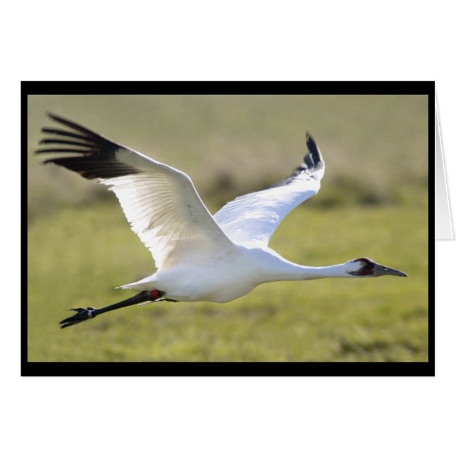 Whooping Crane (Grus americana) (Vorderseite (Horizontal))