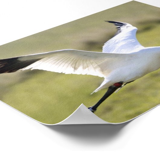 Whooping Crane (Grus americana) Poster (Ecke)