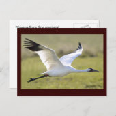 Whooping Crane (Grus americana) Postkarte (Vorne/Hinten)