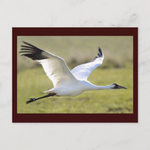 Whooping Crane (Grus americana) Postkarte