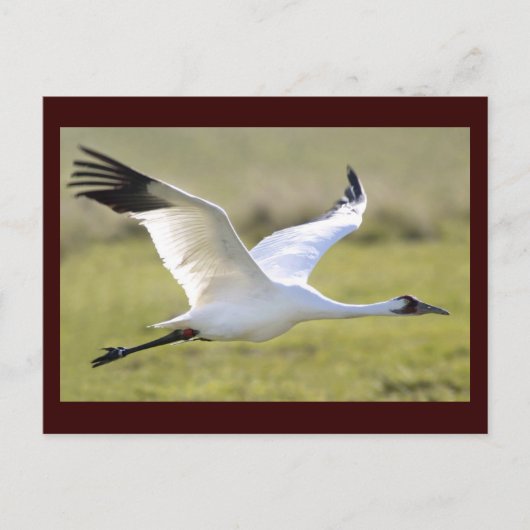 Whooping Crane (Grus americana) Postkarte (Vorderseite)