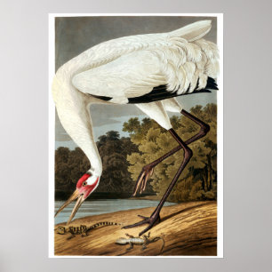 Whooping Crane von John James Audubon Poster