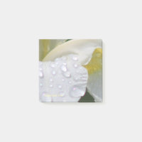 Whtie sibirische Iris-Regen-Tropfen