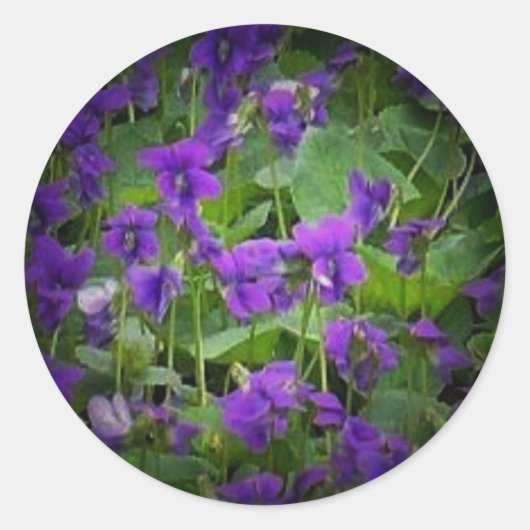 WI-Holzvioletten Spotlight-Aufkleber Runder Aufkleber (Vorderseite)