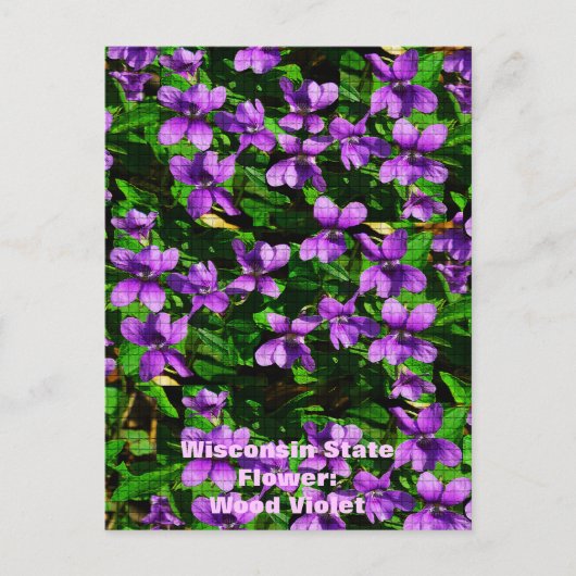 WI Staat Blume Wood Violet Mosaik Muster Postkarte (Vorderseite)