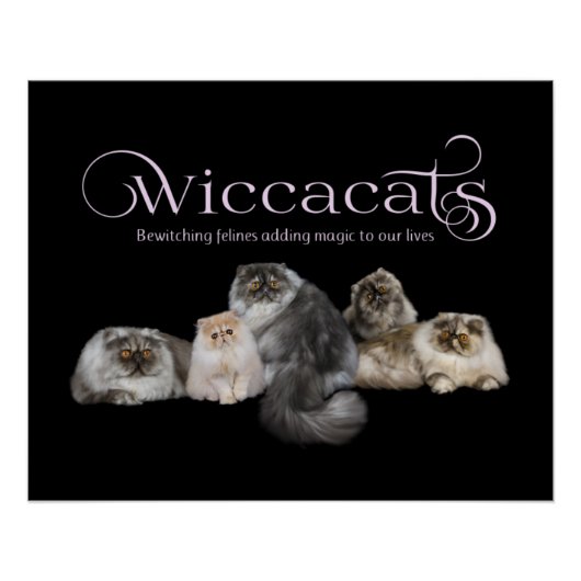 WiccaCats-Plakat Poster (Vorderseite)