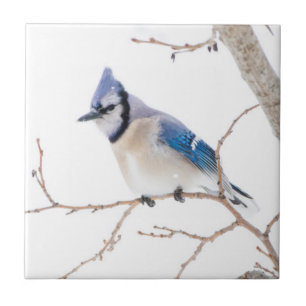 Wichita County, Texas. Blauhäher Fliese