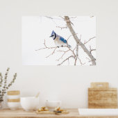Wichita County, Texas. Blue Jay5 Poster (Küche)