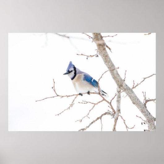 Wichita County, Texas. Blue Jay5 Poster (Vorne)