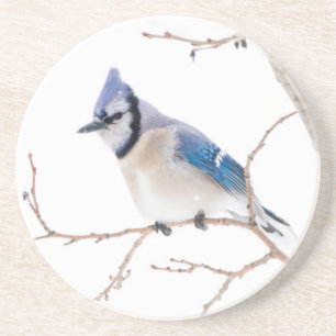 Wichita Landkreis, Texas. Blue Jay Getränkeuntersetzer