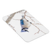 Wichita Landkreis, Texas. Blue Jay Magnet (Rechte Seite)