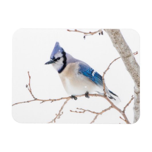 Wichita Landkreis, Texas. Blue Jay Magnet (Horizontal)