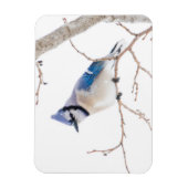Wichita Landkreis, Texas. Blue Jay Magnet (Vertikal)