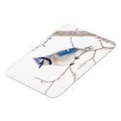 Wichita Landkreis, Texas. Blue Jay Magnet (Linke Seite)