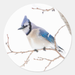 Wichita Landkreis, Texas. Blue Jay Runder Aufkleber
