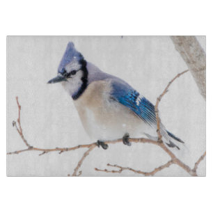Wichita Landkreis, Texas. Blue Jay Schneidebrett