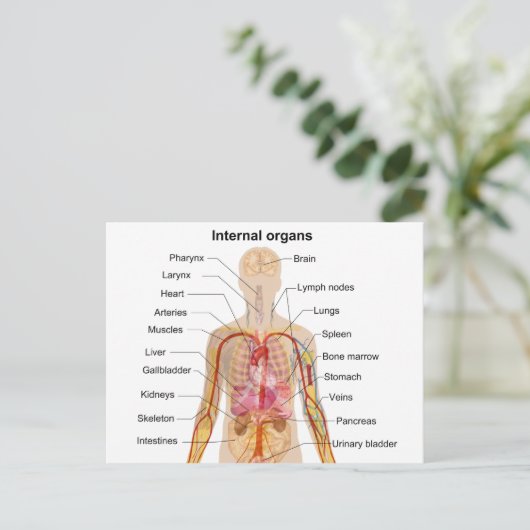 Wichtige interne Organe in der Übersicht über den Postkarte (Stehend Vorderseite)