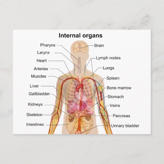 Wichtige interne Organe in der Übersicht über den Postkarte (Vorderseite)