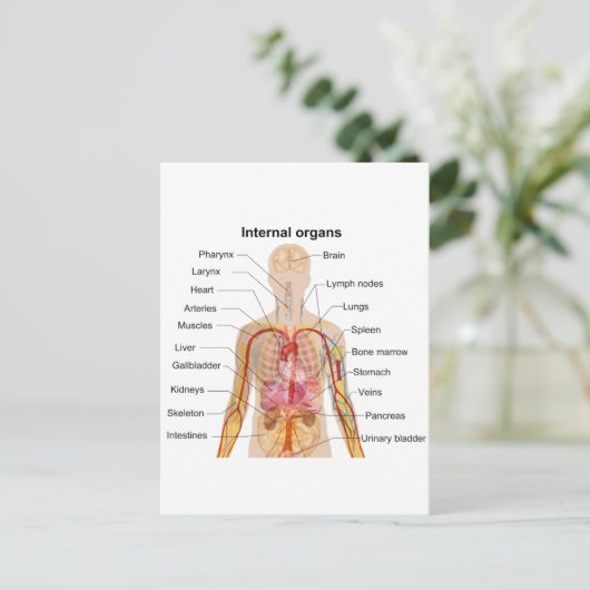 Wichtige interne Organe in der Übersicht über den Postkarte (Stehend Vorderseite)