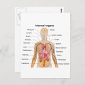 Wichtige interne Organe in der Übersicht über den Postkarte (Vorne/Hinten)