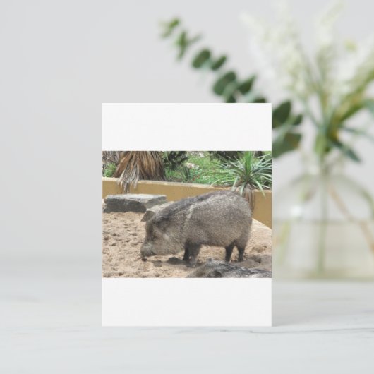 WID PIG POSTKARTE (Stehend Vorderseite)