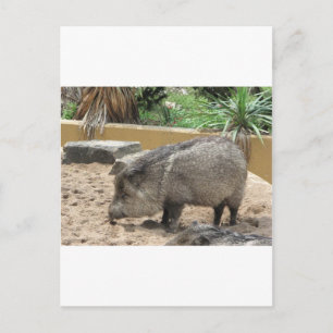 WID PIG POSTKARTE