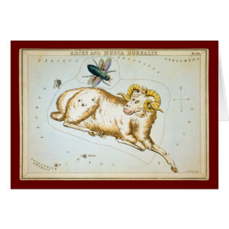 Widder und Musca Borealis