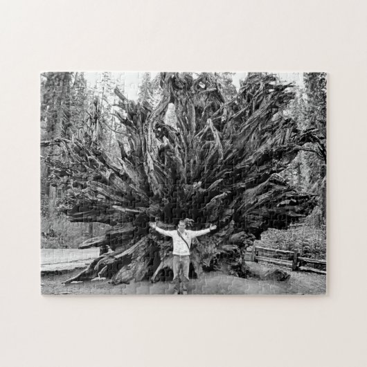 Wide Angle Sequioa Tree Trunk - 11x14 - 252 Stk. Puzzle (Horizontal)