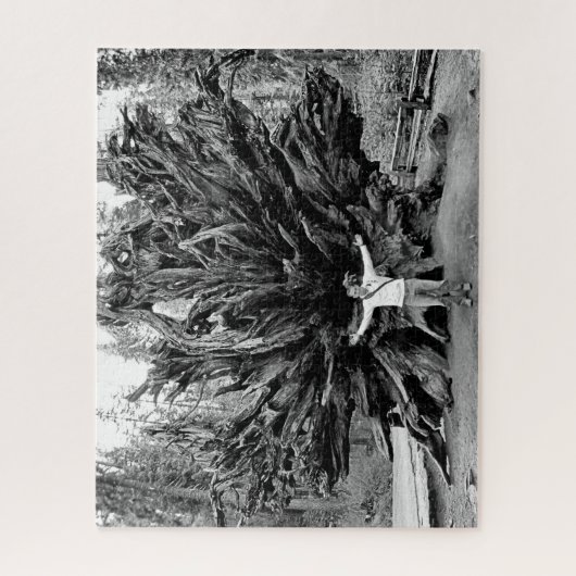 Wide Angle Sequioa Tree Trunk - 16x20 - 520 Stk. Puzzle (Vertikal)