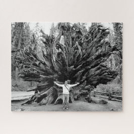 Wide Angle Sequioa Tree Trunk - 16x20 - 520 Stk. Puzzle