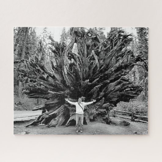 Wide Angle Sequioa Tree Trunk - 16x20 - 520 Stk. Puzzle (Horizontal)