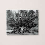 Wide Angle Sequioa Tree Trunk - 8x10 - 110 Stk. Puzzle (Horizontal)