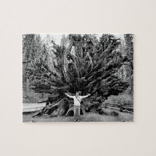 Wide Angle Sequioa Tree Trunk - 8x10 - 110 Stk. Puzzle