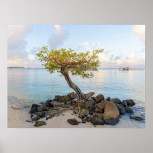Widerstandsfähiger Baum, sanfte karibische Küste Poster