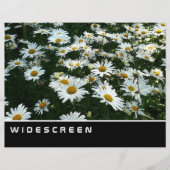 Widescreen - Shasta Daisies Flyer (Vorne)